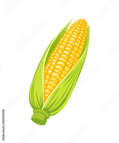 Foto とうもろこしのベクターイラスト｜夏の食材シンプル素材
