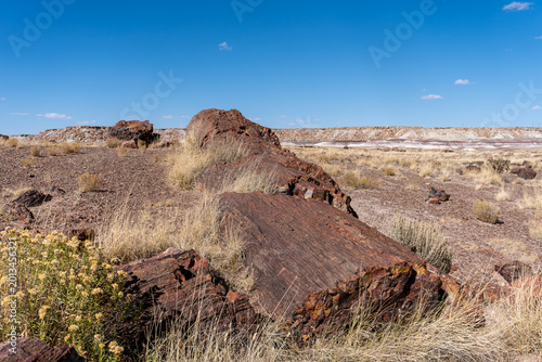 Petrified Forest National Park in Arizona. Giant Logs and Rainbow Forest. Triassic trees were covered by volcanic ash. Silica formed quartz crystals which replaced organic matter petrifying the wood.