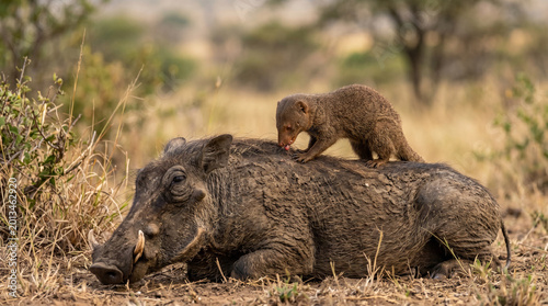 Cuadro en lienzo Close up of Common Dwarf Mongoose (Helogale parvula) grooming and eating ticks on warthog's body, African savanna, South Africa