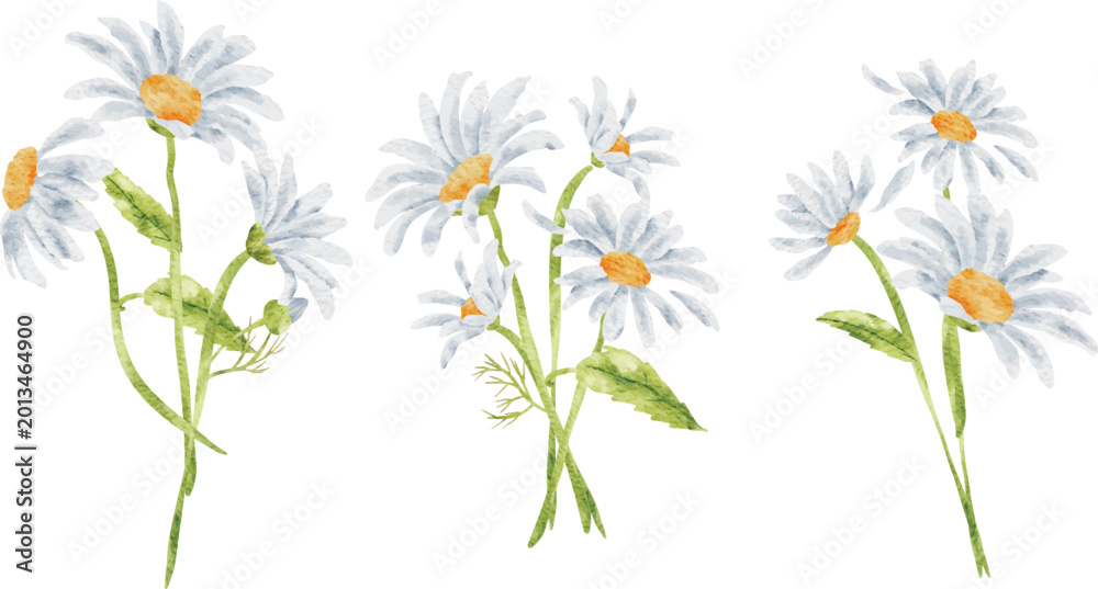 Fototapeta premium Set of Arrangement Daisy Watercolor Illustration