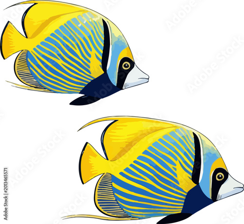 Tableau sur toile Chaetodon semilarvatus illustration art