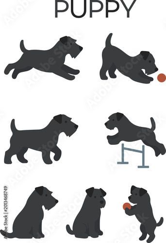 Flat vector black puppy character set isolated on transparent background, cute schnauzer dog in various poses like running, jumping, sitting, and playing with ball for pet training and animal care des