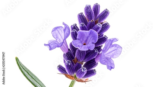 Vibrant Purple Lavender Sprig Isolated on White Background