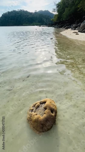 Yellow Brain coral reef in shallow sea water n calm ocean wave on whte sand beach in tropical summer sunlight n sun ray shining trough mountian n green tree forest on clear blue sky n fluffy cloud 