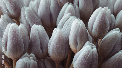 Close-up of buds of soft powdery tulips, located at the bottom of the generation, hundreds of pieces, in the background of a photo studio.