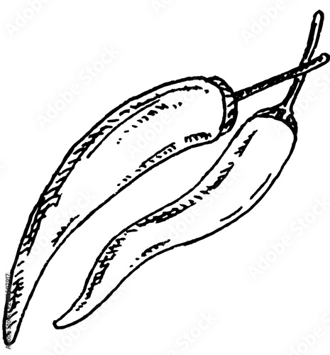 Chilies illustration, Use by Pen & Ink Sketch Drawing Technique. Hand drawn sketch.