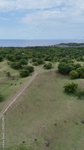Pastoral Coastal Landscape with Grazing Cattle on Green Hills