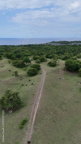 Aerial View of Green Pasture with Grazing Cattle and Ocean Horizon on a Tropical Island Landscape