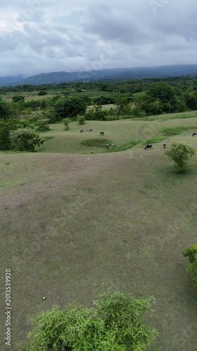 Lush Green Hills and Grazing Water Buffalo under a Moody Sky
