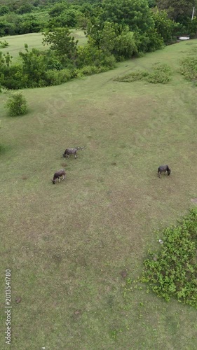 Aerial View of Water Buffalo Herd Grazing in Lush Green Pasture on a Tropical Island