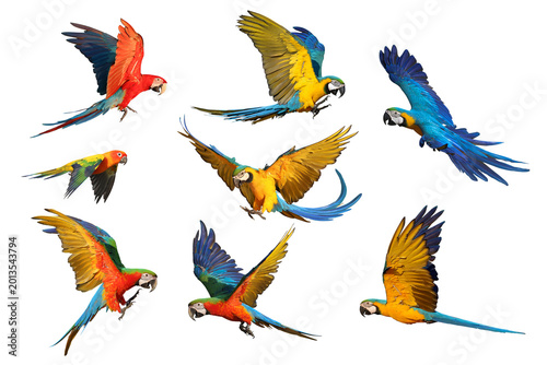 Collage of eight parrots isolated on transparent background png file