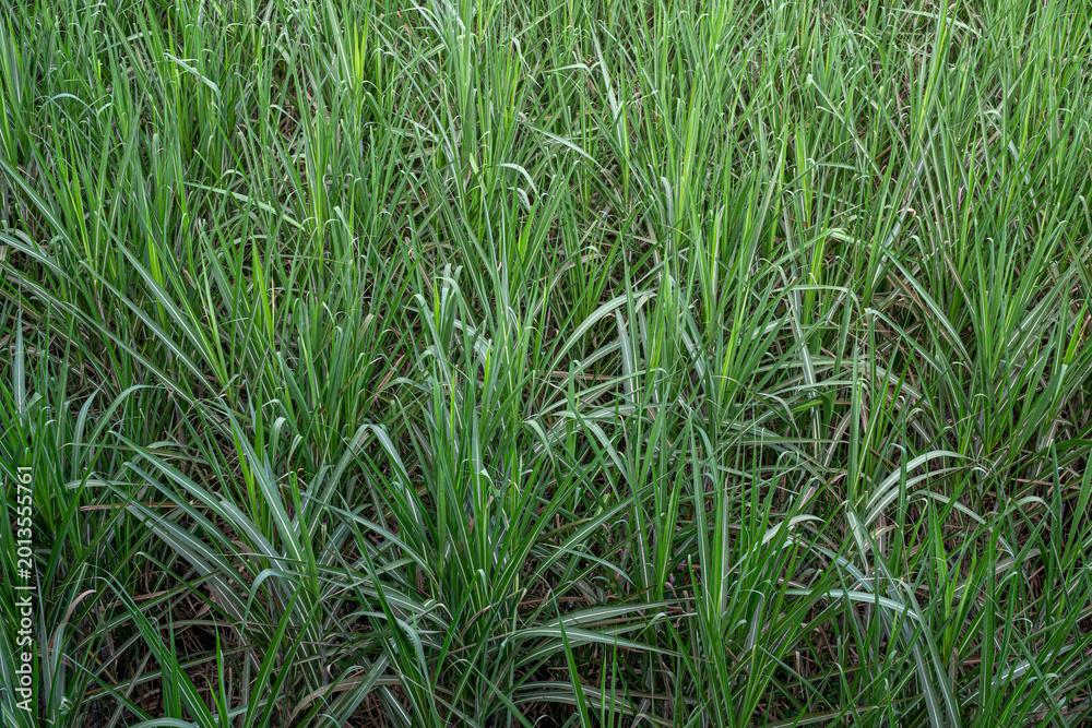 Fototapeta premium Close Up of Sugarcane Plantation Field Ready for Harvest Agriculture Landscape
