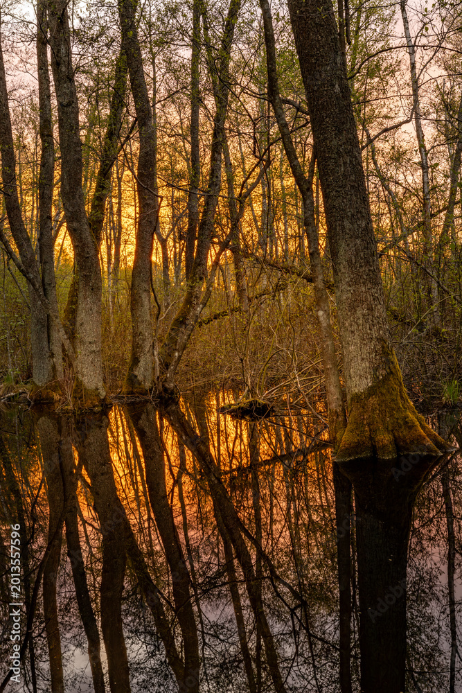Fototapeta premium Stockholm, Sweden The Kyrksjolotens nature reserve near a small lake in the Bromma suburb at sunrise.