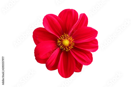 Quadro em tela Red dahlia flower with white background isolated botanical decoration contrast d