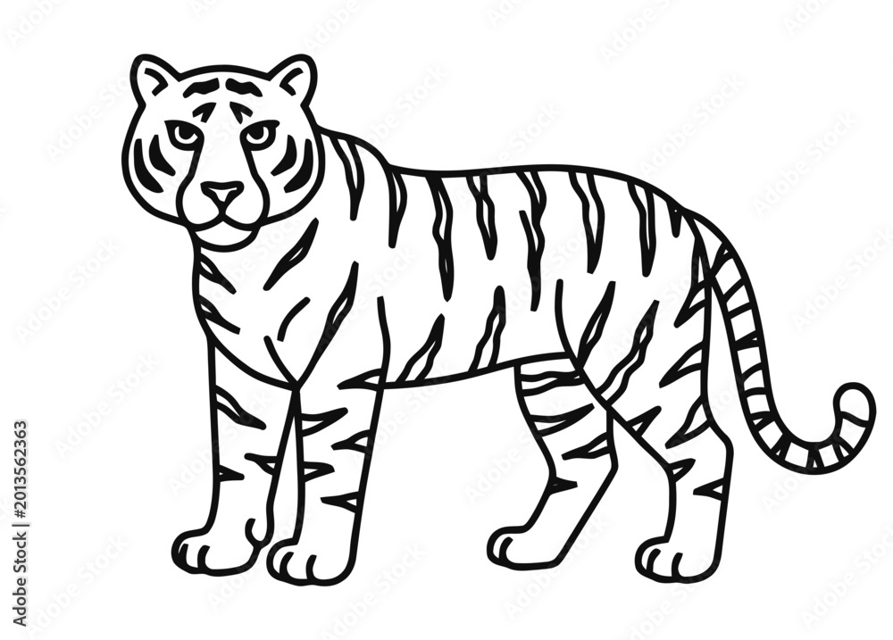 Obraz premium A standing tiger looking forward with its tail curled.