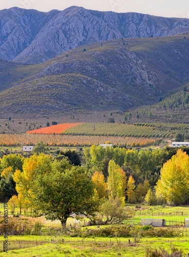 Orchards in early winter, Haarlem, Langkloof valley