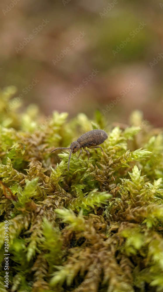 Obraz premium Small lizard eats an insect on green moss in a natural environment, simple food chain scene