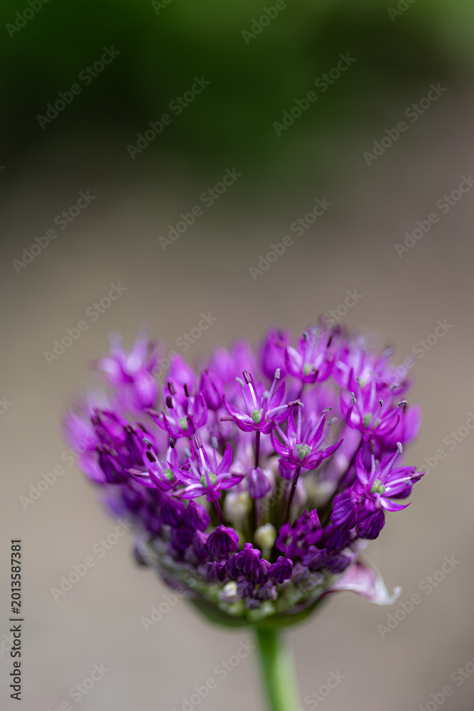 Obraz premium Close-up of blossoms and buds of velvet German garlic (allium lusitanicum)
