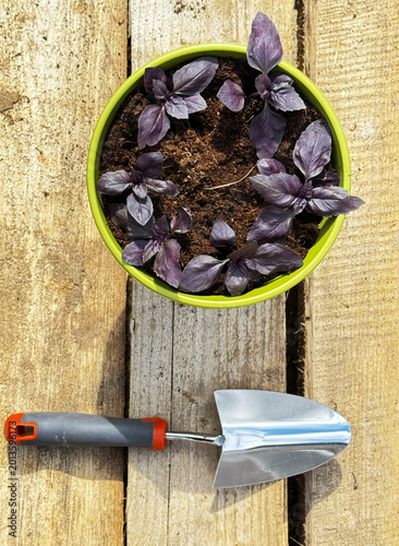 Purple basil leaves in a pot against a background of pine wooden planks with a small garden trowel. Healthy eating concept.