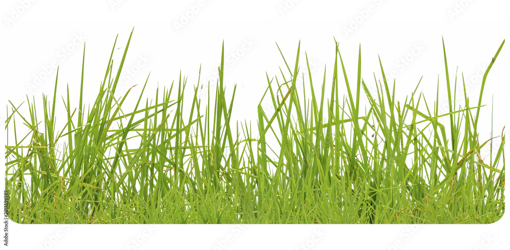 Fototapeta premium Des herbes 