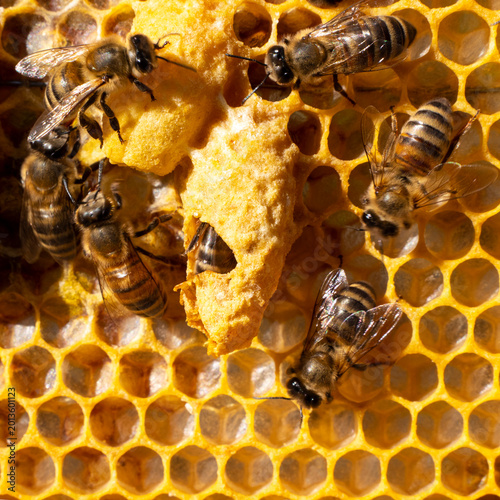 Canvastavla An open queen cell in which the larva of the future queen bee was developing