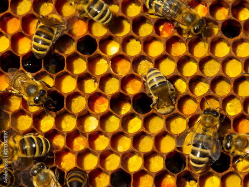 Fotografía Close up pollen in honeycombs.