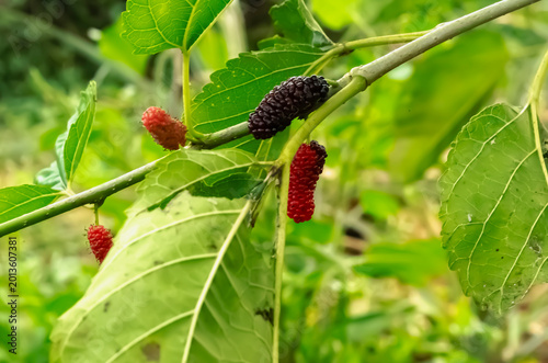 Bild auf Leinwand Ripe And Unripe Mulberry On A Brach Outdoor