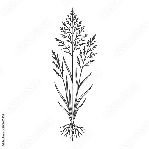 Fonio Grain Plant Illustration with Roots in Hand Drawn Line Art Style