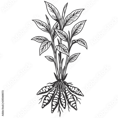 Canvas Print Arrowroot Plant with Roots and Leaves Line Art Illustration