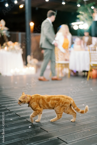 Φωτογραφία An orange cat ambles across reception area as lights and laughter fill scene