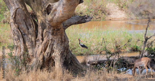 Photography African animals Saddle-billed Stork in the bush of Kruger National Park South Af