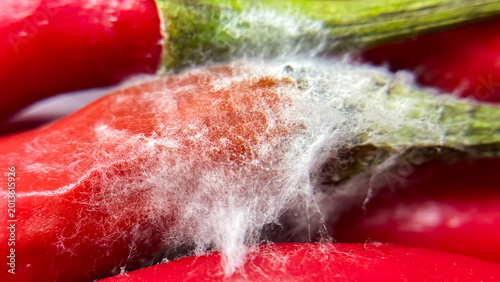 Photos Macro photography of a red chili pepper with white mold and signs of spoilage