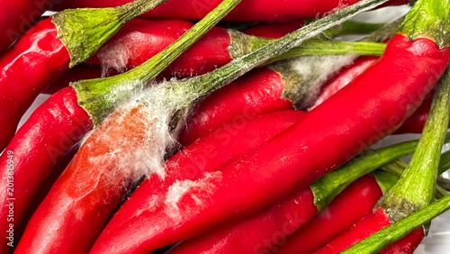 Vászonkép Red chili peppers showing signs of mold and decay