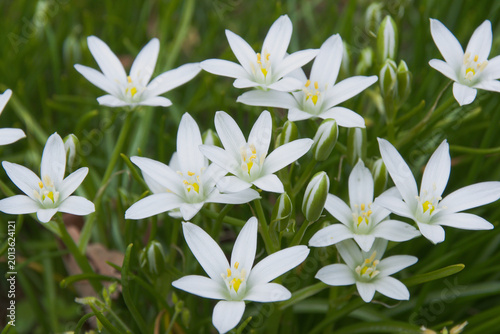 ハナニラの花に似ていますがこれはオオアマナです。