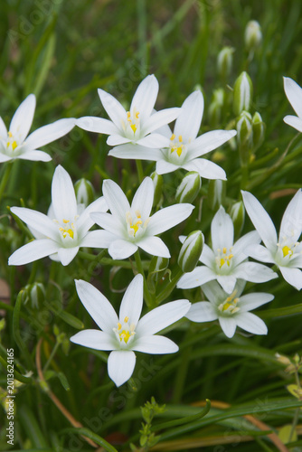 ハナニラの花に似ていますがこれはオオアマナです。