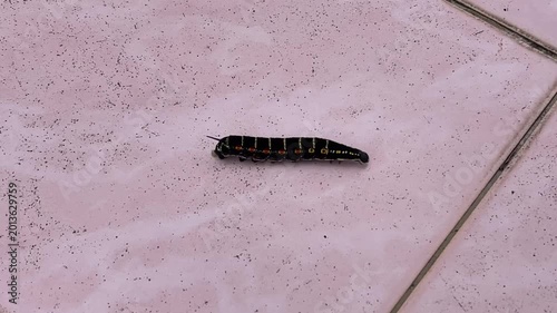 A black larva of the Impatiens hawkmoth, Theretra oldenlandiae, crawling across a pinkish white tiled floor. Showing a natural behavior of pausing momentarily before continuing its movement.