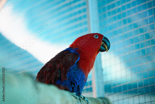 Quadro em tela Female Eclectus parrot eating snack, Eclectus roratus, exotic wildlife, animal b