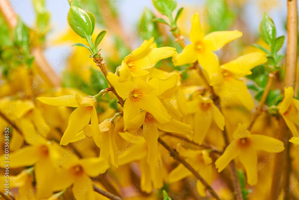 Obraz premium Garden, plant and yellow flowers in nature for natural environment, ecosystem and spring aesthetic. Background, closeup and forsythia petals for bloom, blossom or growth for botany, flora and foliage