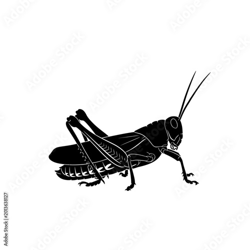 Foto Black grasshopper silhouette on white background, insect vector illustration