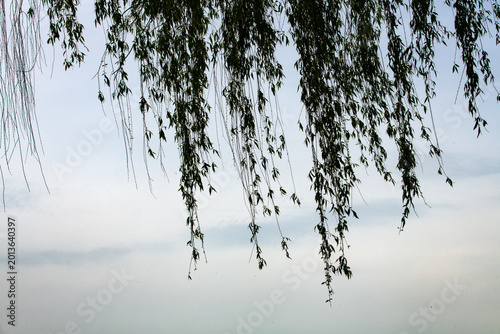 Green weeping willow branches against a bright blue sky background