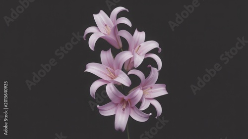 Elegant pink lily flowers on black background, blooming lilies in studio lighting, floral botanical still life for luxury greeting cards