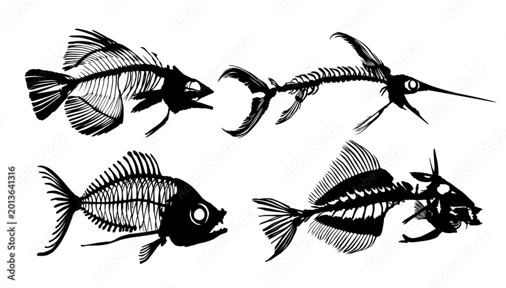 Αυτοκόλλητο A Set Skeletons of predatory sea fishes.