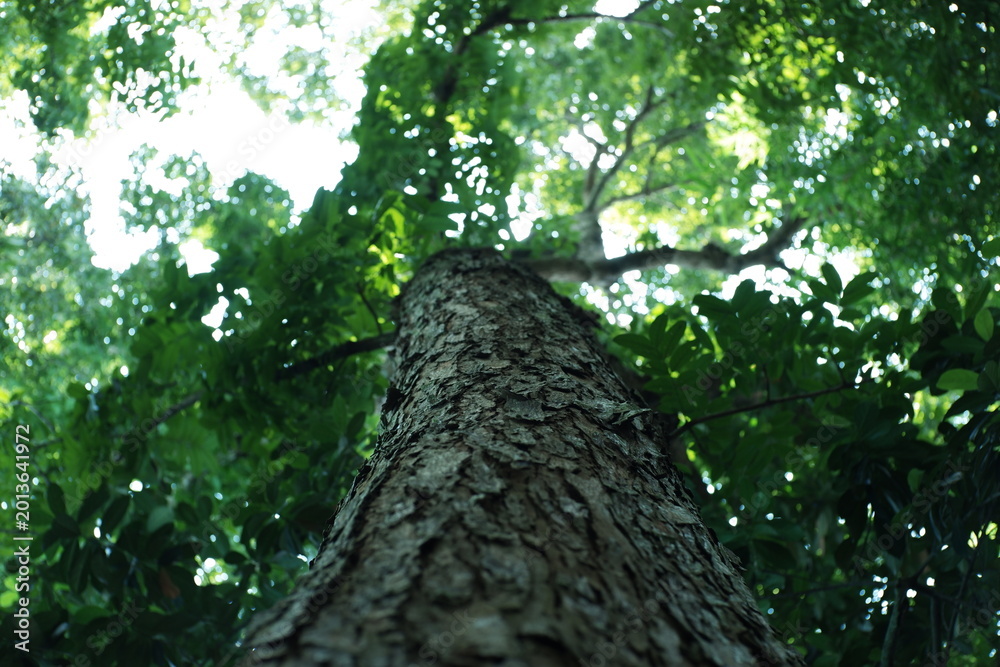 Fototapeta premium Low-angle view of a tall tree trunk with rough, textured bark rising into a dense green canopy, sunlight filtering through leaves creating soft bokeh light.