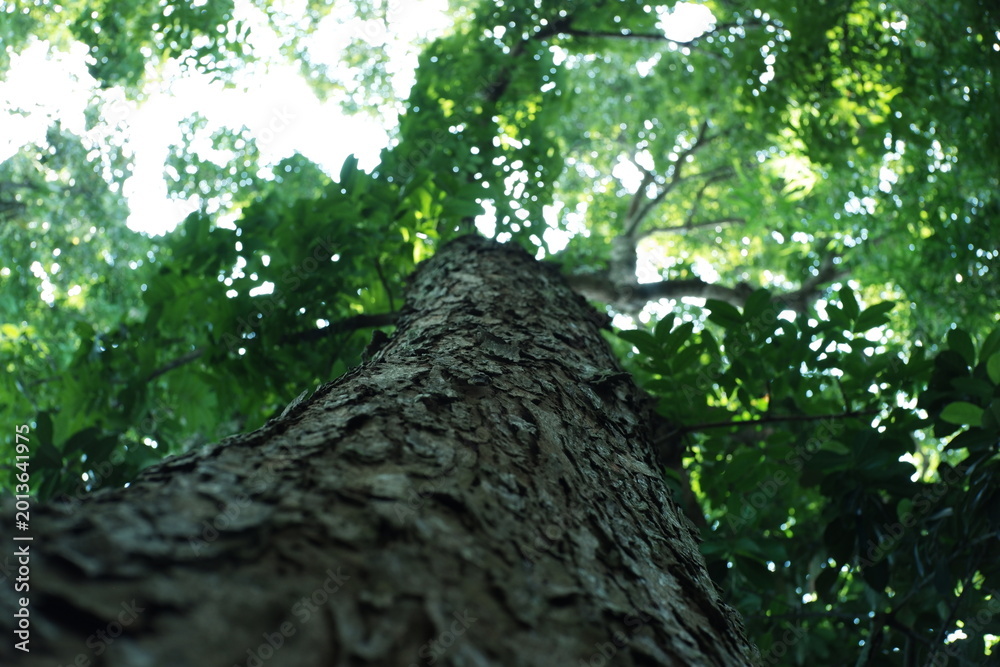 Fototapeta premium Low-angle view of a tall tree trunk with rough, textured bark rising into a dense green canopy, sunlight filtering through leaves creating soft bokeh light.