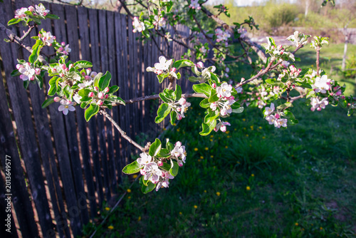 Foto Delicate apple blossoms bloom on a branch against a rustic wooden fence