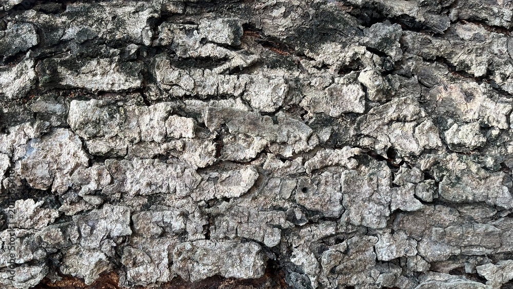 Obraz premium bark of a tree