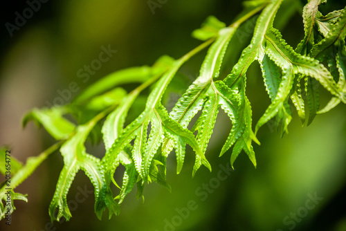 Tableau sur toile Close-up of Silver Lace Fern (Pteris ensiformis) green frond in a garden