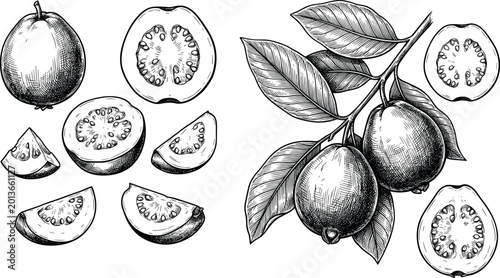 Bild auf Leinwand Hand-drawn Vector Illustration of Guava and Lemon Fruits with Detailed Cross-sec