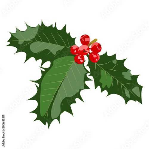 Minimalist Holly Leaves and Red Berries Illustration for Christmas Design