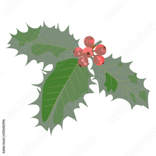Minimalist Holly Leaves and Red Berries Isolated Vector Illustration
